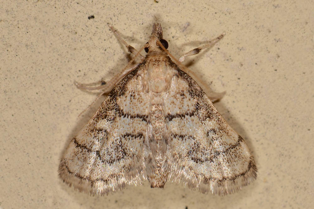 Pyralidae? no, Crambidae: Metasia ophialis